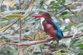 Un projet pour protéger les oiseaux aquatiques rares au parc national Ben En