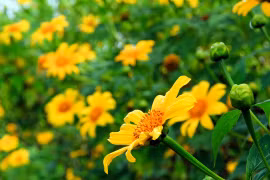 Gia Lai : Bientôt de la fête des fleurs de tournesol sauvage de Chư Đăng Ya