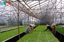 Comment Hà Nam développe l’agriculture high-tech