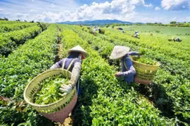 Thé de Thai Nguyen: Europe et Amérique du Nord considérés comme des marchés cibles