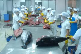 Les exportations nationales de thon se portent bien