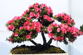 Clôture de la Fête des fleurs printanières de Da Lat 2017