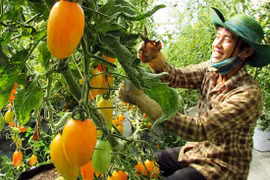 Le secteur agricole du Vietnam séduit les investisseurs japonais 