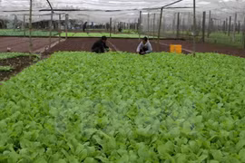 La République de Corée aide Quang Tri à développer l'agriculture biologique