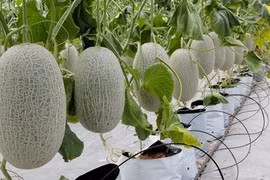 Bac Giang investit 1.500 milliards de dôngs dans l’agriculture high-tech