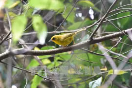 La réserve naturelle de Xuân Liên protège ses espèces d’oiseaux rares et menacés
