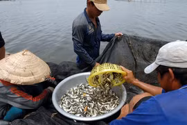 Les crues, un don de la nature pour le delta du Mékong