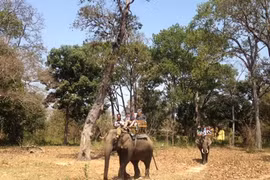 Yok Don préserve en urgence les éléphants de forêt