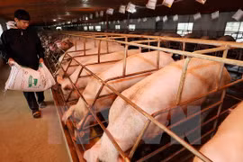 Aide canadienne pour la sécurité alimentaire