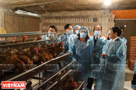 Hanoi : restructuration agricole exemplaire dans le district de Chuong My