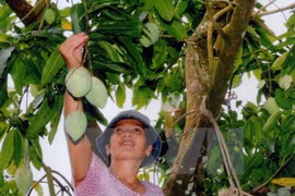 Dông Nai: Les mangues de la coopérative Xoai Suôi Lon entrent sur le sol australien