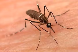 Soutien à Hanoi dans sa lutte contre la dengue