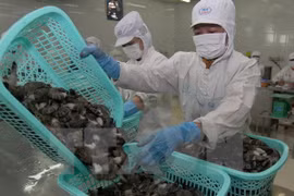 Japon, le plus grand importateur de crevettes du Vietnam