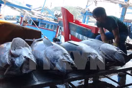 Chine et Vietnam accélèrent le développement durable de la pêche dans le golfe du Bac Bo