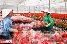 Da Lat, le royaume des fleurs et des légumes