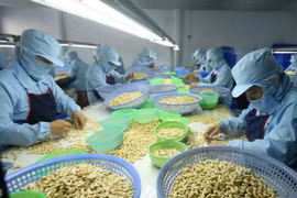 Le Vietnam projette d'exporter 3,3 milliards de dollars de noix de cajou en 2017