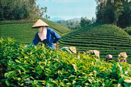 Thé : le Vietnam cible 250 millions de dollars d’exportations en 2017