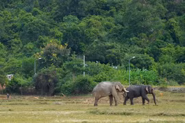 L’éléphanteau le plus attendu du Tây Nguyên