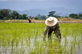 Thaïlande : de nouvelles initiatives pour assister les agriculteurs