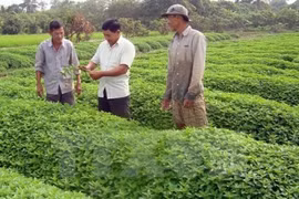 Le groupe japonais Horimasa veut investir dans l'agriculture bio et l'éducation à An Giang