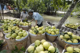 Bond des exportations nationales de fruits et légumes