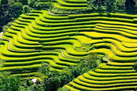 Les rizières en terrasses de Mu Cang Chai à l’honneur 