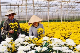 Un nouveau village traditionnel de la floriculture à Dà Lat