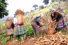Plus de 80% du volume de manioc du Vietnam exporté en Chine