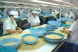 Les exportations de noix de cajou atteindront 3 milliards de dollars en 2017