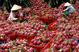 Forte hausse des exportations nationales de fruits et légumes vers le Japon