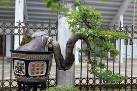 Exposition de plantes ornementales et d'oiseaux à Hanoi