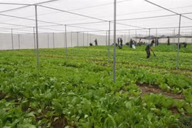 La production de semences, une priorité pour la mégalopole du Sud