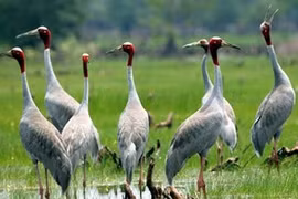 Des grues à tête rouge. (Photo: AVI)