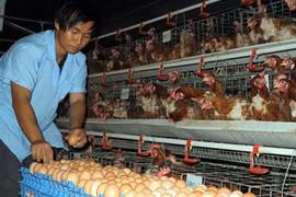 Nguyên Duy Thiên An souhaite faire de l’élevage intensif de poulets, et vendre des œufs enrichis en oméga-3. Photo : AVI 
