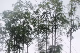 D'anciens arbres « cho chi » de la commune de Phu Nam, district de Bac Me. Photo : bacme.hagiang.gov
