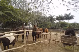 Un coin de la ferme de Ngô Lê Thang. Source: VNA