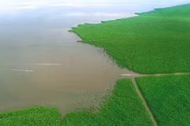 La mangrove de Ca Mau.(Source: VNA)