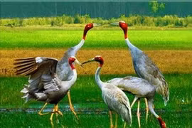 Grues à tête rouge. (Source: Internet) 