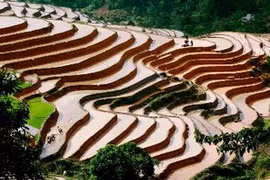  Les rizières en gradins de Hoang Su Phi, province de Ha Giang (Photo: Minh Tam/AVI)