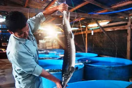 La compagnie vietnamienne d’esturgeon produit du caviar depuis cinq ans déjà. (Source: VNA)
