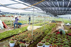 Le village floricole de Hanoi. (Source: VNA)