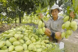 Les mangues Hoà Lôc sont prisées sur le marché japonais. (Source: PCV)