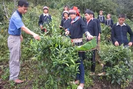 L'instruction professionnelle pour les jeunes issus des minorités ethniques. Photo: Journal Hà Giang.