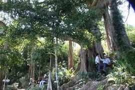 L'arbre banyan vieux plus de mille ans dans la presqu'île de Son Tra (Photo: Van Son/AVI)