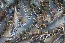 Le Vietnam est le premier producteur mondial de gambas avec 300.000 tonnes par an en moyenne.
