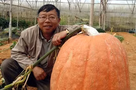 Lê Huu Phan et l'un de ses citrouilles géantes. Photo : Lâm Dông/VNA