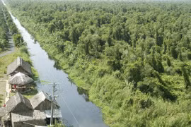 La forêt d'U Minh Ha. Photo : VNA