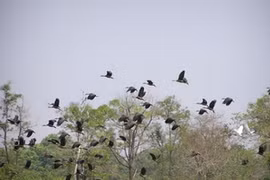 Le parc national de Cat Tien (Source: baodatviet.vn)