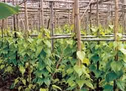 Le jardin de bétel. (Source: Internet) 