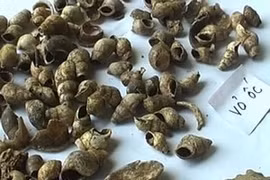 Des coquilles de mollusques découverts dans la grotte de Nguom Hau à Tuyên Quang (Source: tuyenquangtv.vn)